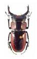 Lucanidae
