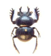 Scarabaeinae Pachysoma