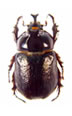 Dynastidae