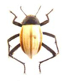 Tenebrionidae Onymacris