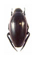 Dytiscidae