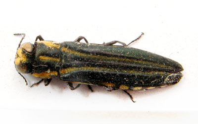 Buprestodae sp