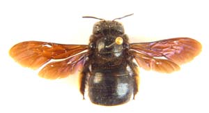 Bumblebee.