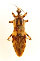 Schoutedena sp  Reduviidae.