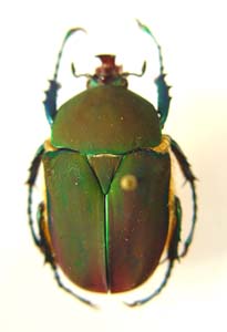 Brachymitra bayeri. Moser.