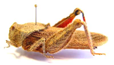 Tetrigidae sp.
