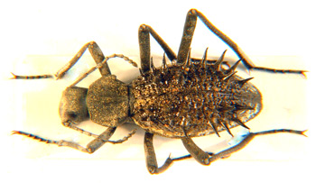 Somaticus spinosus. Solier.