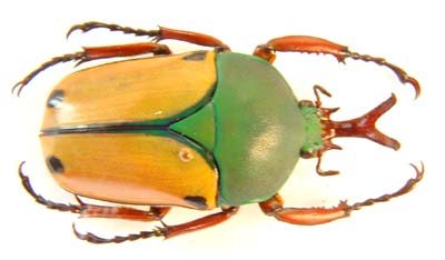 Eudicella euthalia oweni. Allard