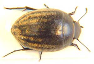 Zophosis sp.