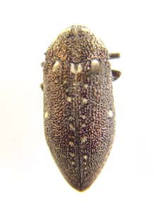 Julodis subbrevicollis. Thery.