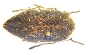 Julodis oweni Gussman