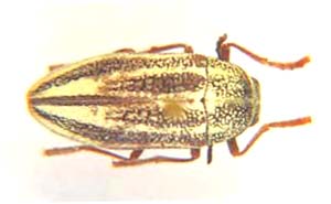 Julodis bennigseni. Obst