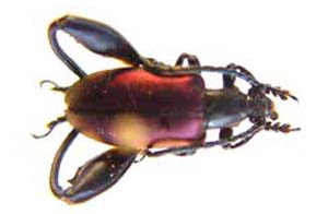 Sagra bicolor.