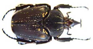 Fornasinius aureosparsus. Van De Poll
