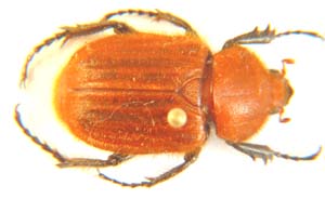 Myoderma rufa.
