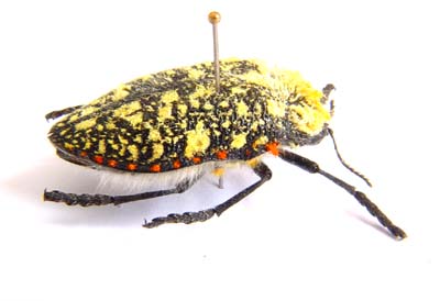 Julodis gariepina reducta. 