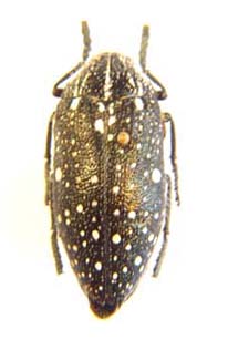 Julodis humeralis.Gory. f nigra