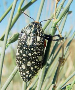 Julodis humeralis.  Gory