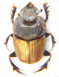 Phalops smaragdinus.