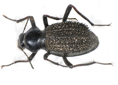 Somaticus planatus. Solier.