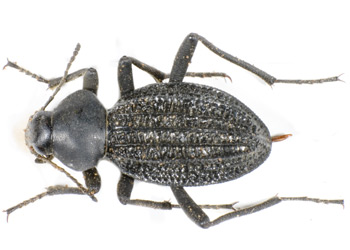 Somaticus aeneus.