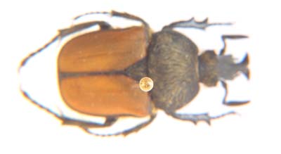 Ichnestoma stobbiai. Holm.