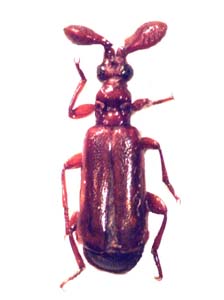 Paussidae sp.