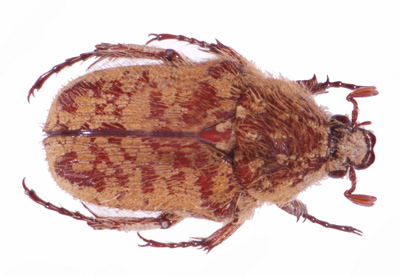 Trichocelis elegans