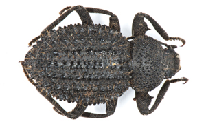 Psorodes tuberculata