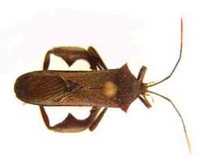Anoplocnemis curvipes Coreidae.