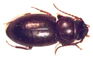 Afrinus oweni sp.nov