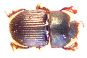 Microstizopus oweni Ferrer