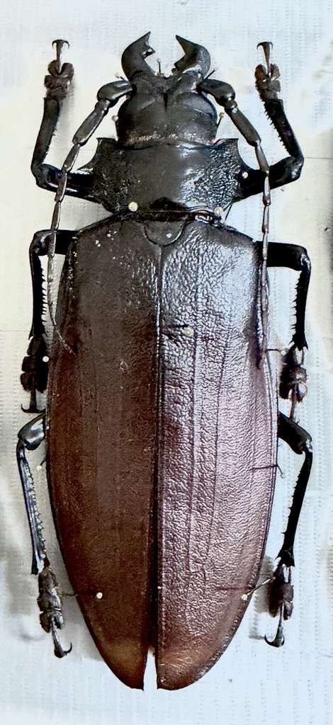 Beetle
