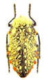 Buprestidae Julodis